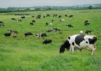 Dairy Farm Dairy Farm